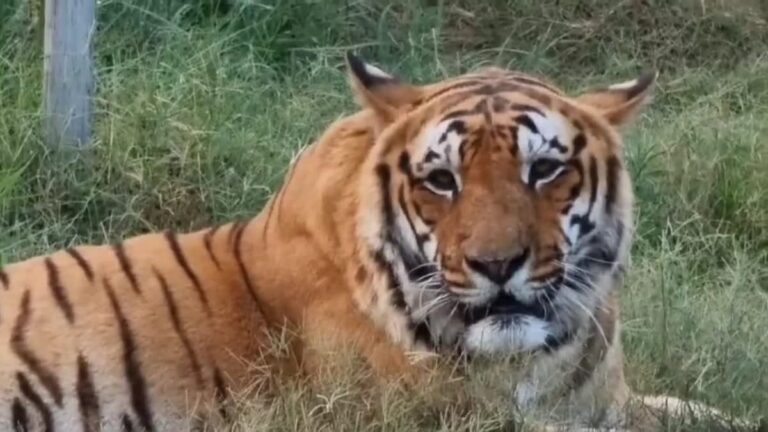 1200-675-26730961-thumbnail-16x9-tiger